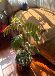 （分類：）位於 。 由 miss_bbccdd 提交（商品編號 1422434754，圖片 1）。簡介： 。