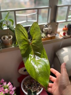 （分類：）位於 。 由 miss_bbccdd 提交（商品編號 1422435681，圖片 1）。簡介： 。