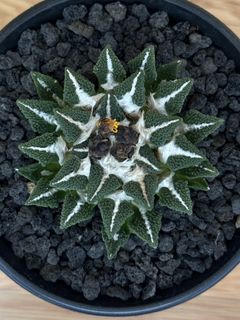 Ariocarpus Collection item 1