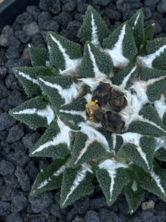Ariocarpus Collection item 2