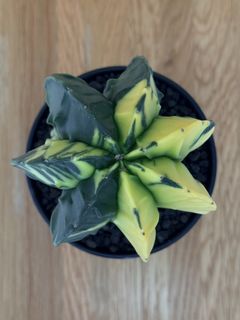 (Category: ) located in . Submitted by cactus.amplified (Listing ID 1422447392, Image 1). Description: .
