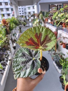 (Category: ) located in . Submitted by plantdad3 (Listing ID 1422477922, Image 1). Description: .
