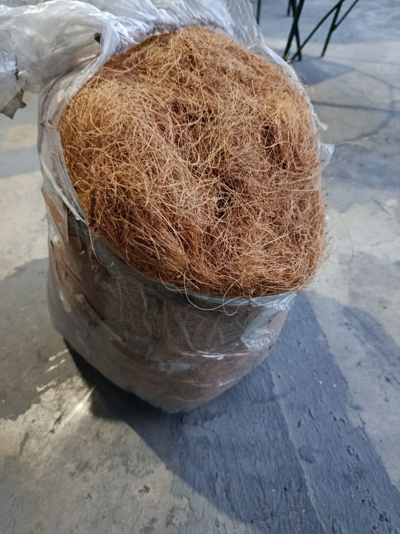Coconut Fiber Bundle Planting (Category: Soil & Fertilisers) located in Quezon City. Submitted by truephoenix.16cee3 (Listing ID 1422473635, Image 1). Description: Condition new Coconut fiber about 1.7 kilos Location Project 3 Quezon City Payment Gcash Delivery: Lalamove Regular or j&t courier.