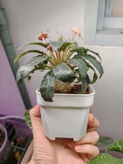 (Category: ) located in . Submitted by small_lil_plant (Listing ID 1409397022, Image 1). Description: .