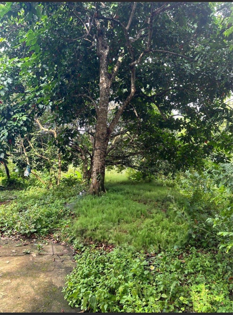 Indang lot only (Category: Lot) located in Santa Rosa. Submitted by mamayeye (Listing ID 1422460546, Image 2). Description: 5,500/sqm Clean title Updated tax LOT ONLY 645 sqm Near Tagaytay 30mins Drive to calax CASH BUYERS ONLY DIRECT TO OWNER .