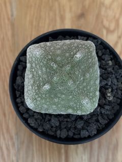 (Category: ) located in . Submitted by cactus.amplified (Listing ID 1422445395, Image 1). Description: .
