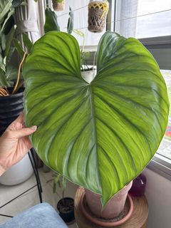 (Category: ) located in . Submitted by BOSHfam (Listing ID 1422390600, Image 1). Description: .