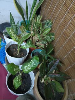 (Category: ) located in . Submitted by mariakuar (Listing ID 1422411865, Image 1). Description: .