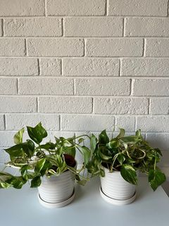 （分類：）位於 。 由 liling8 提交（商品編號 1422466687，圖片 1）。簡介： 。