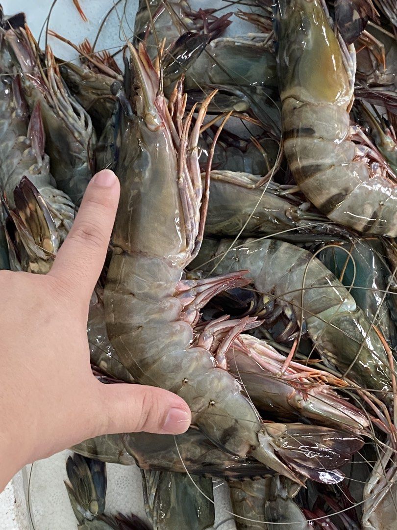 Fresh Tiger Prawn Location Gensan (Category: Fresh Produce) located in General Santos City (Dadiangas). Submitted by hello.marie (Listing ID 1422593605, Image 1). Description: -Location Gensan -Can ship nationwide - Freshly caught large up to XL shrimp - Excellent quality and size - Ready to cook - Great for grilling, frying, or any dish - Perfect for special occasions or everyday meals - Available in bulk orders!.