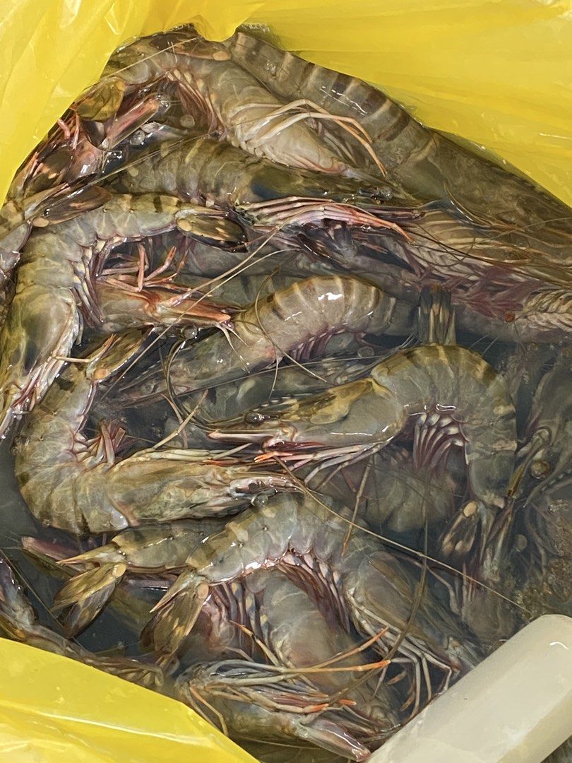 Fresh Tiger Prawn Location Gensan (Category: Fresh Produce) located in General Santos City (Dadiangas). Submitted by hello.marie (Listing ID 1422593605, Image 3). Description: -Location Gensan -Can ship nationwide - Freshly caught large up to XL shrimp - Excellent quality and size - Ready to cook - Great for grilling, frying, or any dish - Perfect for special occasions or everyday meals - Available in bulk orders!.