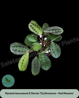 (Category: ) located in . Submitted by seletar_plants (Listing ID 1422662417, Image 1). Description: .