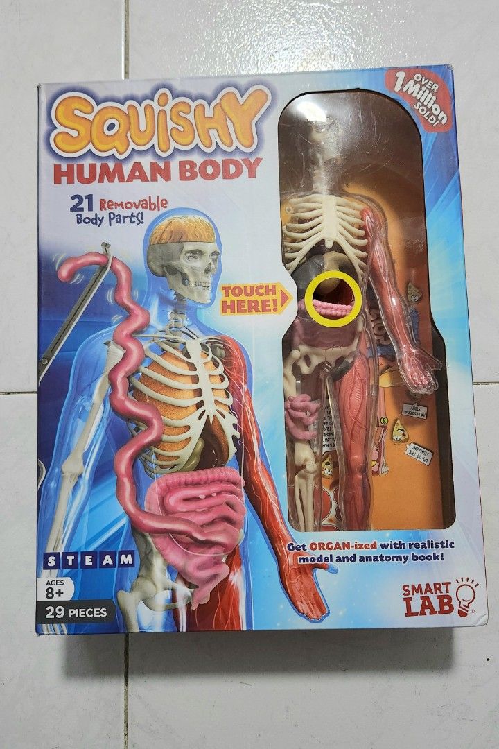 Smartlab Body SmartLab Squishy Human Body - Educational Toy, Hobbies & Toys, Toys ...