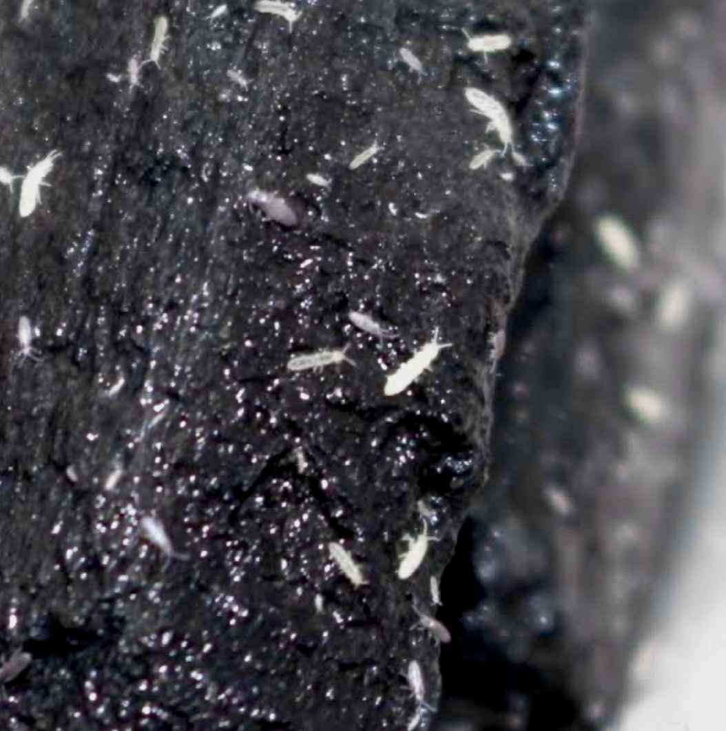 Springtail Culture, Pet Supplies, Pet Food on Carousell