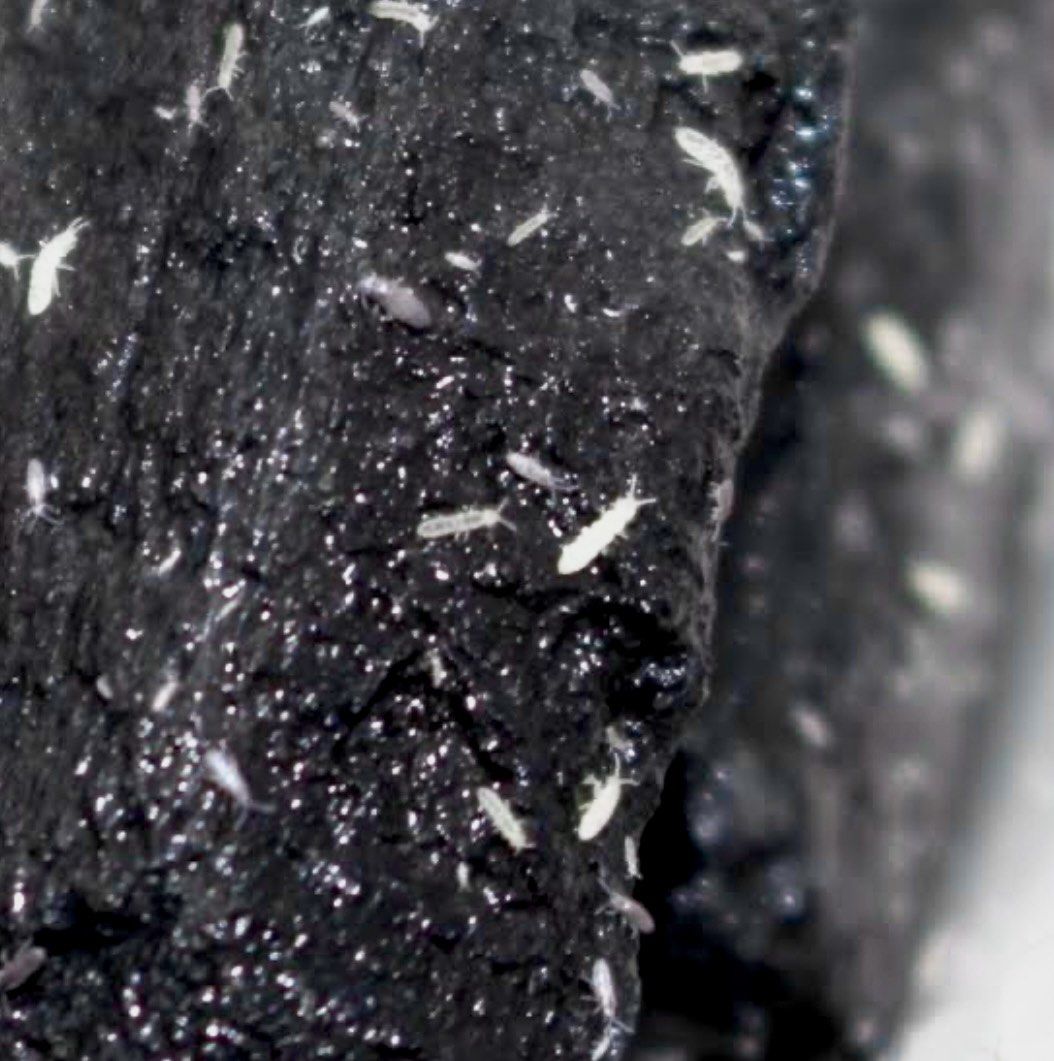 Springtail Culture, Pet Supplies, Pet Food on Carousell