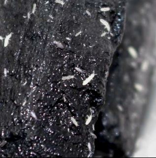 Springtail Culture, Pet Supplies, Pet Food on Carousell