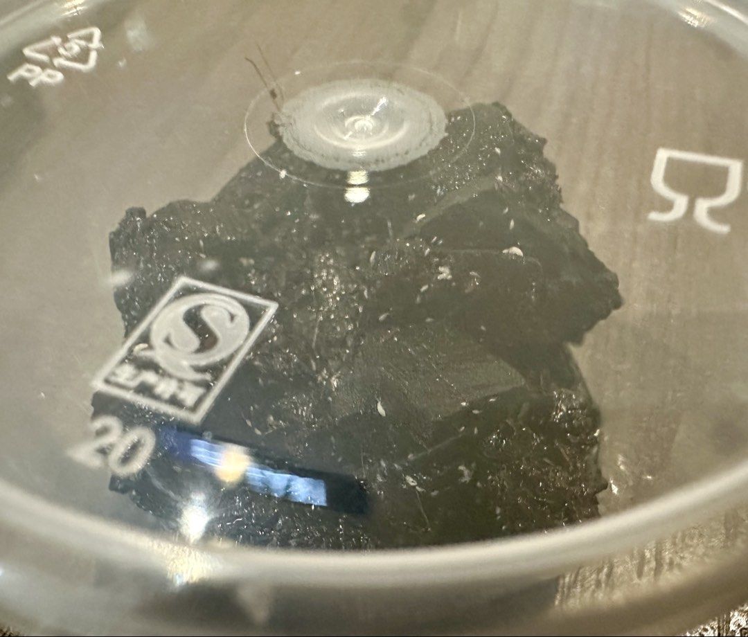 Springtail Culture, Pet Supplies, Pet Food on Carousell