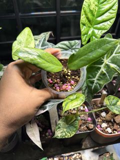 (Category: ) located in . Submitted by dontleafme (Listing ID 1422677702, Image 1). Description: .
