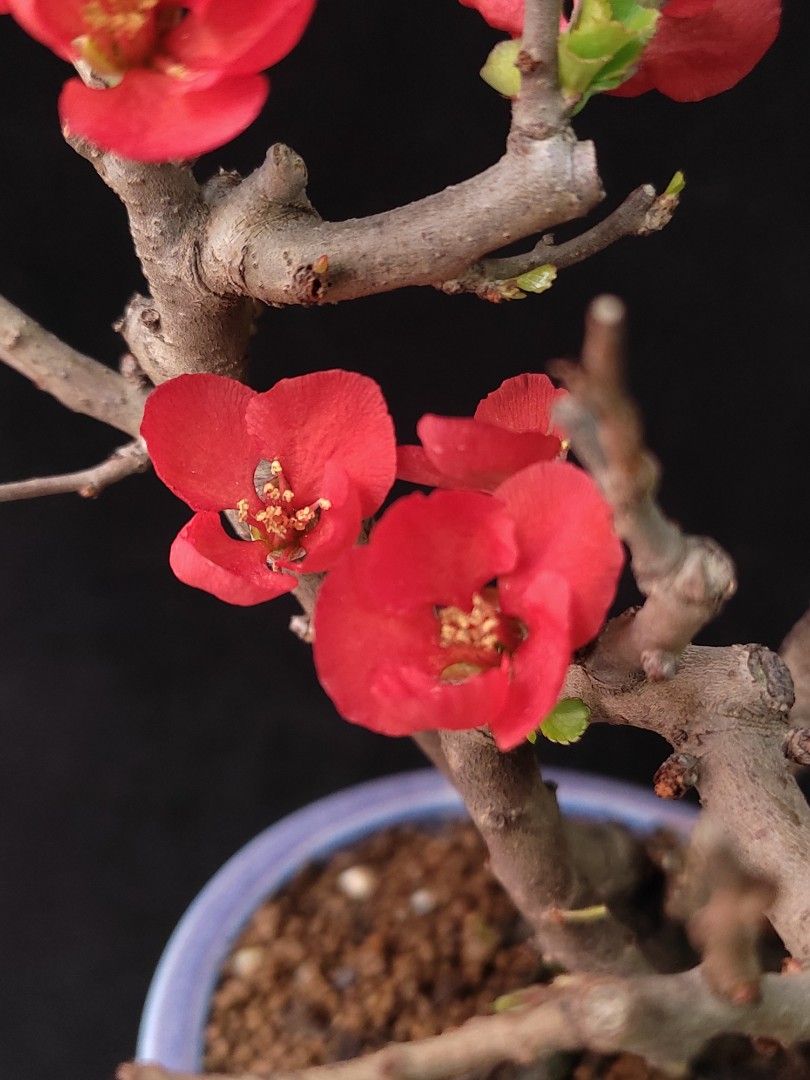 爆花) 紅花一號長壽梅盆景❇️ 連陶瓷花盆Plant Bonsai 植物新年盆栽年