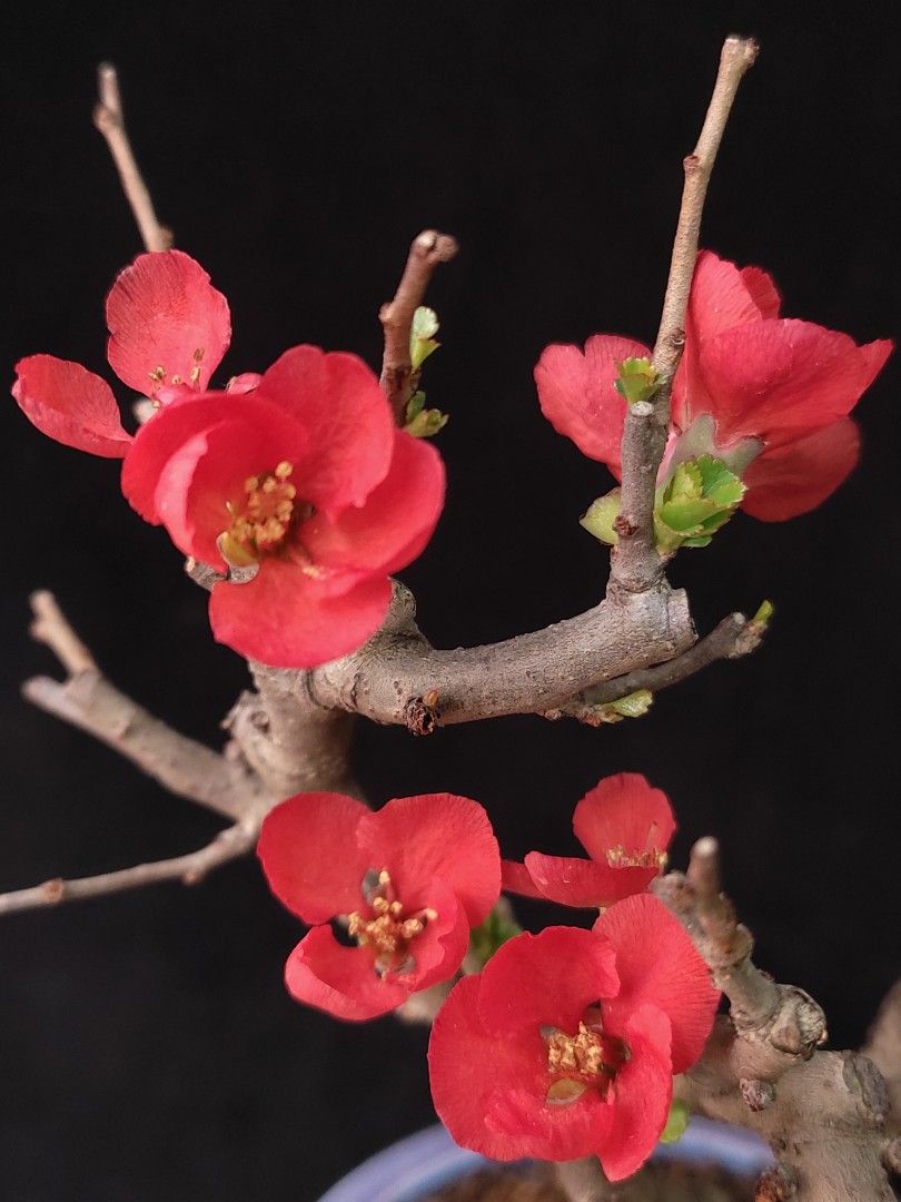 爆花) 紅花一號長壽梅盆景❇️ 連陶瓷花盆Plant Bonsai 植物新年盆栽年