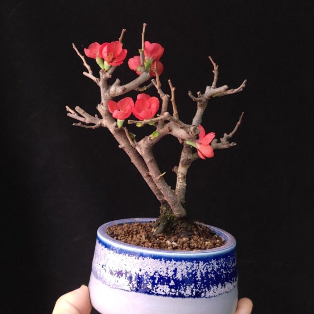 紅梅 盆栽　赤花 爆花) 紅花一號長壽梅盆景❇️ 連陶瓷花盆Plant Bonsai 植物新年盆栽年