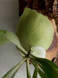 （分類：）位於 。 由 hwwc10 提交（商品編號 1422876719，圖片 1）。簡介： 。