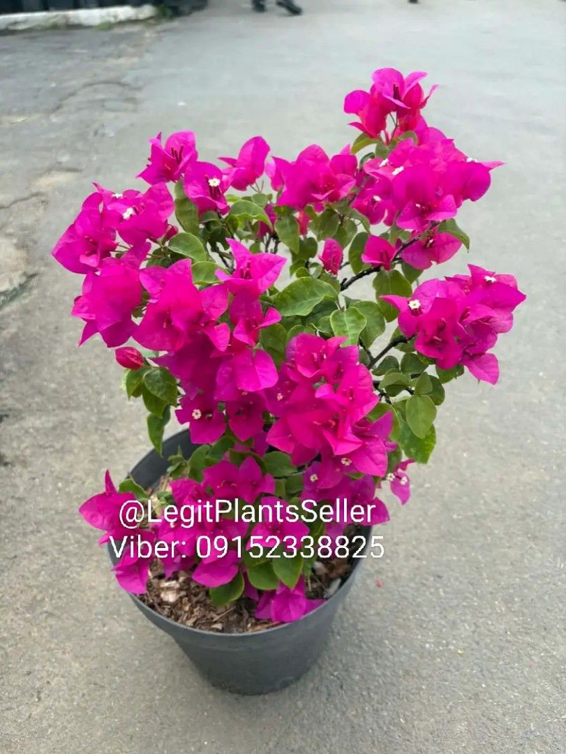 Bougainvillea Plant (Category: Plants & Seeds) located in Quezon City. Submitted by miyuckie_deleon (Listing ID 1422900332, Image 1). Description: - Vibrant pink bougainvillea plant - Comes in a pot - Full of colorful flowers and green leaves - Healthy and ready to plant..