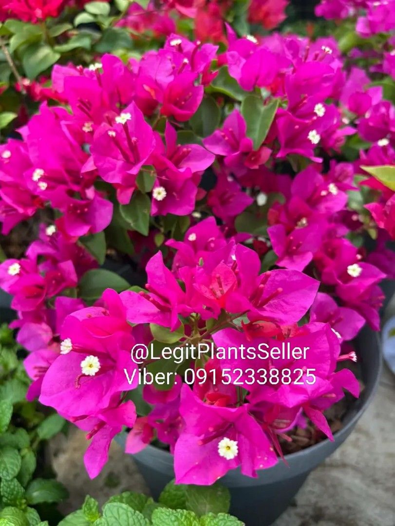 Bougainvillea Plant (Category: Plants & Seeds) located in Quezon City. Submitted by miyuckie_deleon (Listing ID 1422900332, Image 3). Description: - Vibrant pink bougainvillea plant - Comes in a pot - Full of colorful flowers and green leaves - Healthy and ready to plant..