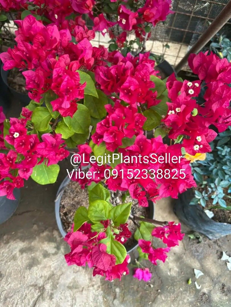 Bougainvillea Plant (Category: Plants & Seeds) located in Quezon City. Submitted by miyuckie_deleon (Listing ID 1422900332, Image 2). Description: - Vibrant pink bougainvillea plant - Comes in a pot - Full of colorful flowers and green leaves - Healthy and ready to plant..