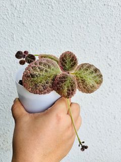 (Category: ) located in . Submitted by growplantsgrow (Listing ID 1422758165, Image 1). Description: .