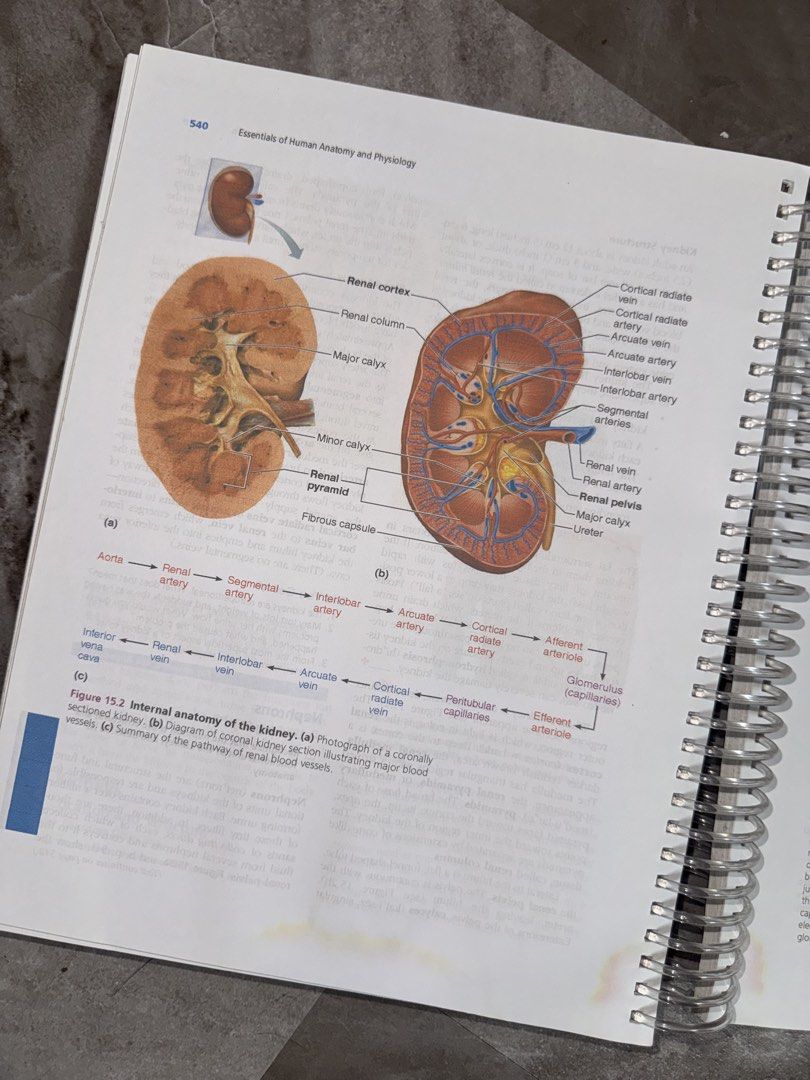 Essentials of Human Anatomy & Physiology 12th Edition, Hobbies & Toys ...