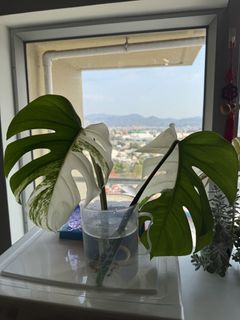 （分類：）位於 。 由 fransheart 提交（商品編號 1422801820，圖片 1）。簡介： 。
