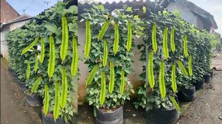 (Category: ) located in . Submitted by greenursery (Listing ID 1423076371, Image 1). Description: .