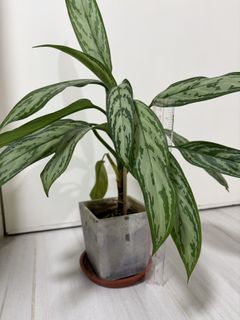 （分類：）位於 。 由 hedgehog_m 提交（商品編號 1423024325，圖片 1）。簡介： 。