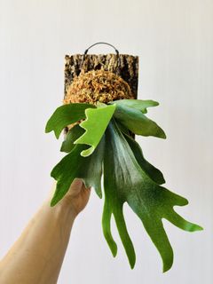 （分類：）位於 。 由 isaachome 提交（商品編號 1423080087，圖片 1）。簡介： 。