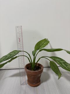 （分類：）位於 。 由 hedgehog_m 提交（商品編號 1423028433，圖片 1）。簡介： 。