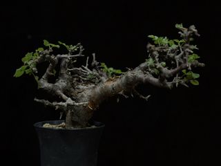 (Category: ) located in . Submitted by cuteplantsworld (Listing ID 1401114916, Image 1). Description: .