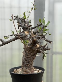(Category: ) located in . Submitted by cuteplantsworld (Listing ID 1423055051, Image 1). Description: .