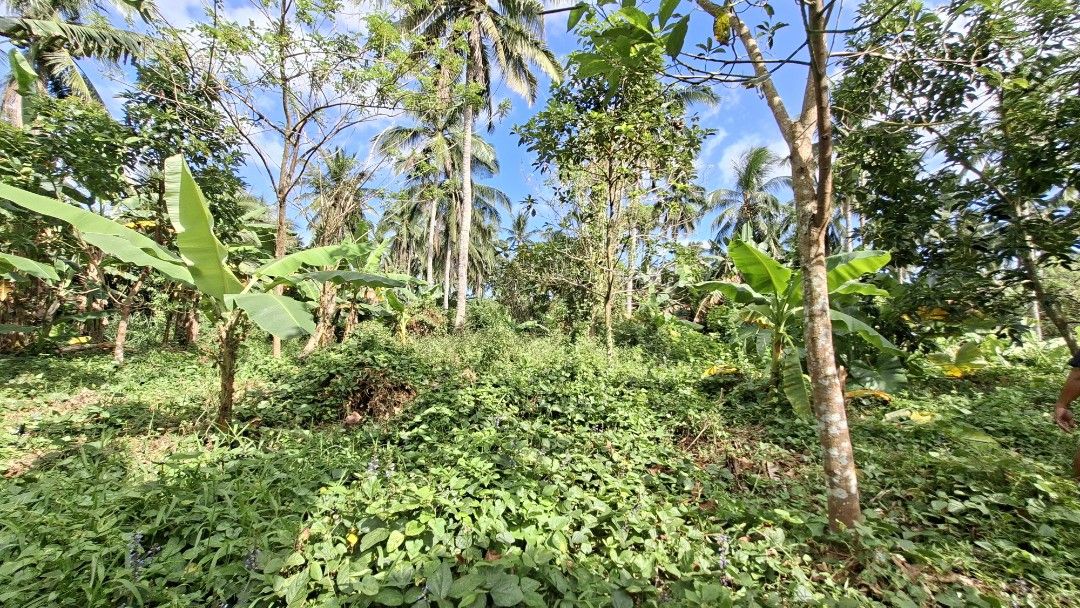 Farm Lot (Category: Lot) located in Makati City. Submitted by ulycarousel456 (Listing ID 1423039191, Image 2). Description: 🌿 OWN YOUR COOL-CLIMATE ESCAPE IN LIPA CITY! 🌿 📍 12,000 sqm 📄 3 Clean Titles 💰 ONLY ₱1,500 per sqm Imagine waking up to fresh air, surrounded by fruit-bearing trees, in the peaceful climate of Calamias, Ibaan — just a little over an hour from Manila. Perfect for: ✔ Retirement home ✔ Private resort ✔ Weekend getaway ✔ Lo