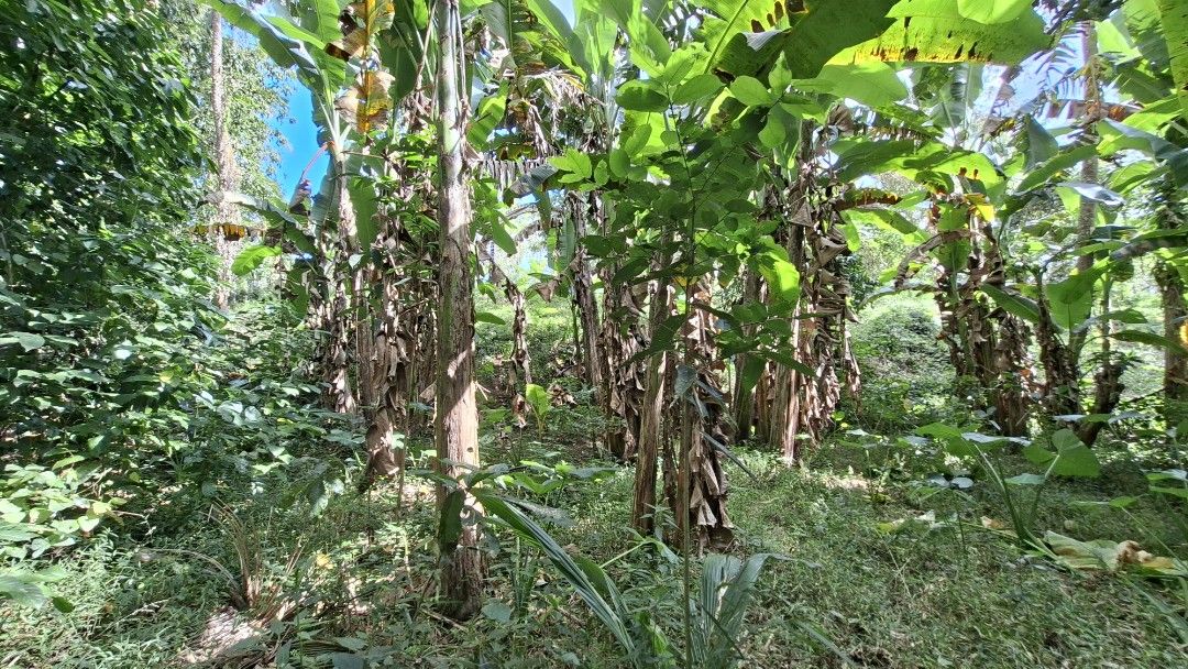 Farm Lot (Category: Lot) located in Makati City. Submitted by ulycarousel456 (Listing ID 1423039191, Image 1). Description: 🌿 OWN YOUR COOL-CLIMATE ESCAPE IN LIPA CITY! 🌿 📍 12,000 sqm 📄 3 Clean Titles 💰 ONLY ₱1,500 per sqm Imagine waking up to fresh air, surrounded by fruit-bearing trees, in the peaceful climate of Calamias, Ibaan — just a little over an hour from Manila. Perfect for: ✔ Retirement home ✔ Private resort ✔ Weekend getaway ✔ Lo