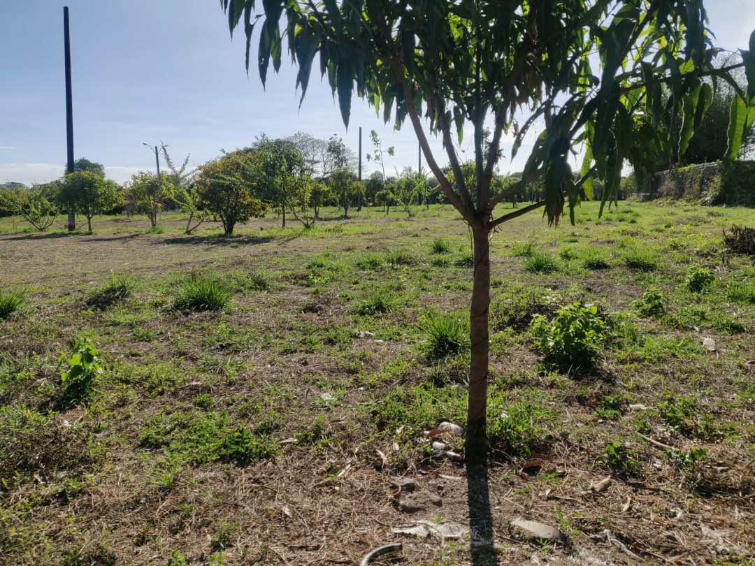 (Category: ) located in . Submitted by maycuenca (Listing ID 1420823894, Image 1). Description: .
