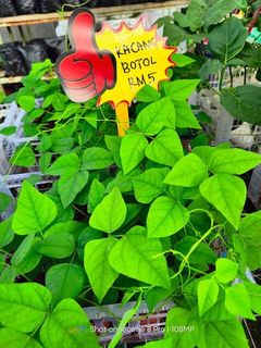 (Category: ) located in . Submitted by greenursery (Listing ID 1423076434, Image 1). Description: .