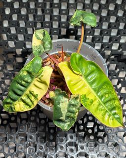 (Category: ) located in . Submitted by mhsaiful (Listing ID 1423015489, Image 1). Description: .