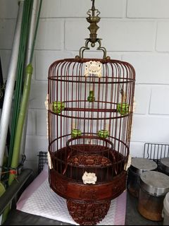 (Category: ) located in . Submitted by surebestpet (Listing ID 1423002627, Image 1). Description: .