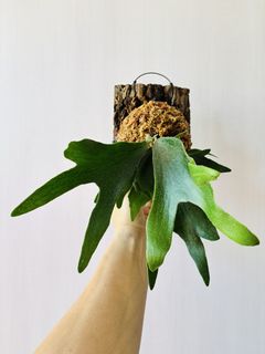（分類：）位於 。 由 isaachome 提交（商品編號 1423257005，圖片 1）。簡介： 。