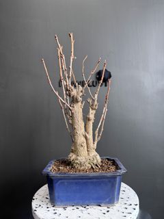（分類：）位於 。 由 planplust_bonsai 提交（商品編號 1423172438，圖片 1）。簡介： 。