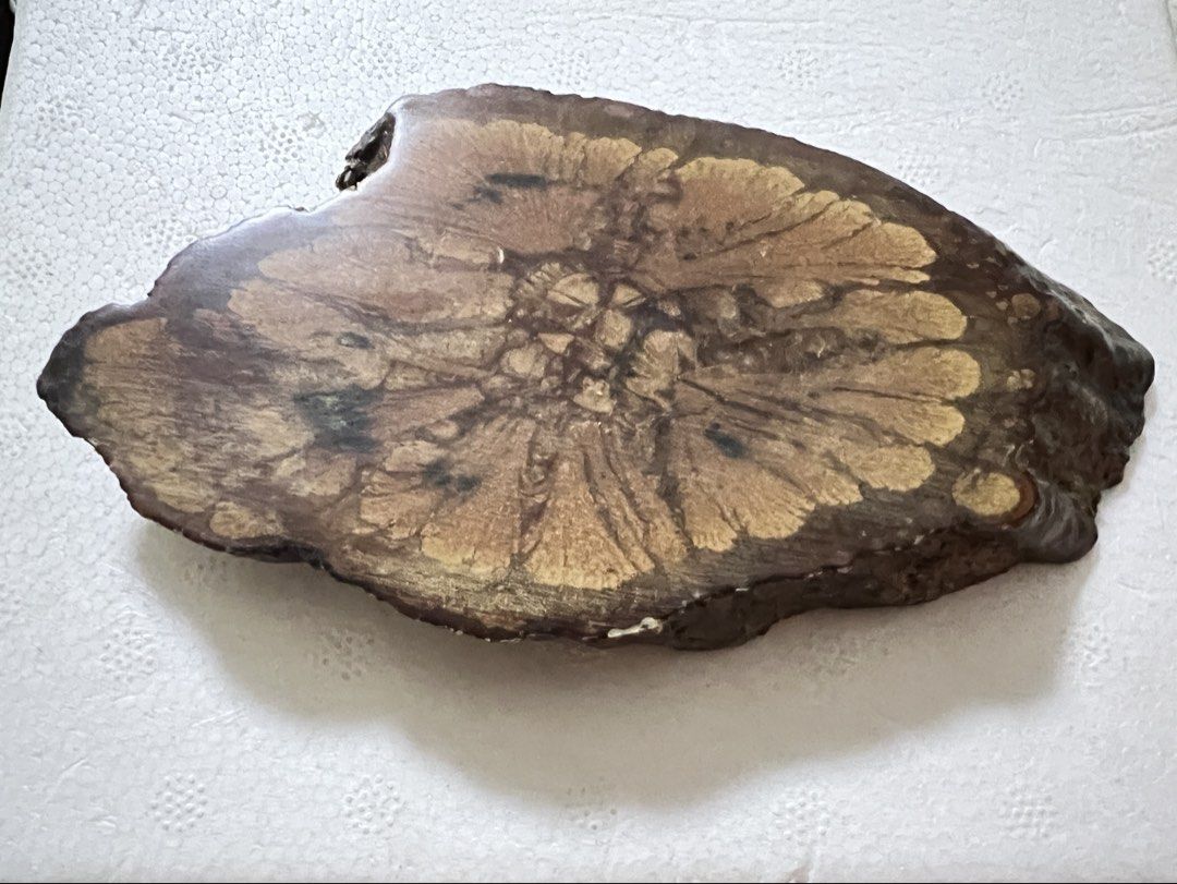 Natural Chrysanthemum Wood Slab (Category: Other Home Decor) located in Singapore. Submitted by awesome3 (Listing ID 1423254470, Image 2). Description: Measurement 11.5(L)*7.2(W)*1.4(T)cm - Unique wooden slab - very organic and almost botanical-looking piece - Natural, eye-catching flower-like patterns on both sides - Perfect for decoration or display - Rich, warm color - Smooth, polished surface It has a striking, flower-like radial pattern in w
