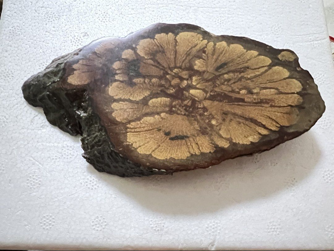 Natural Chrysanthemum Wood Slab (Category: Other Home Decor) located in Singapore. Submitted by awesome3 (Listing ID 1423254470, Image 1). Description: Measurement 11.5(L)*7.2(W)*1.4(T)cm - Unique wooden slab - very organic and almost botanical-looking piece - Natural, eye-catching flower-like patterns on both sides - Perfect for decoration or display - Rich, warm color - Smooth, polished surface It has a striking, flower-like radial pattern in w