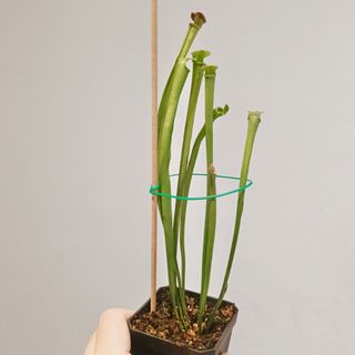 Carnivorous Plants Collection item 3