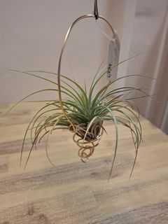 (Category: ) located in . Submitted by orchid62 (Listing ID 1423168001, Image 1). Description: .